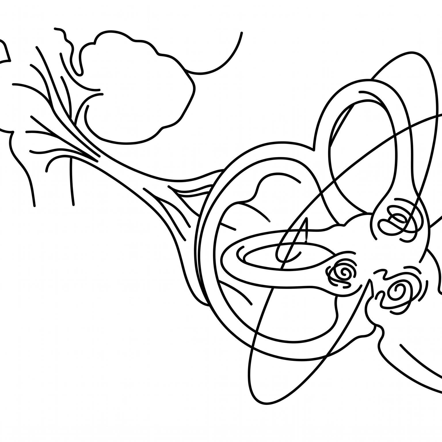 Vertigo & Neuro-Otology