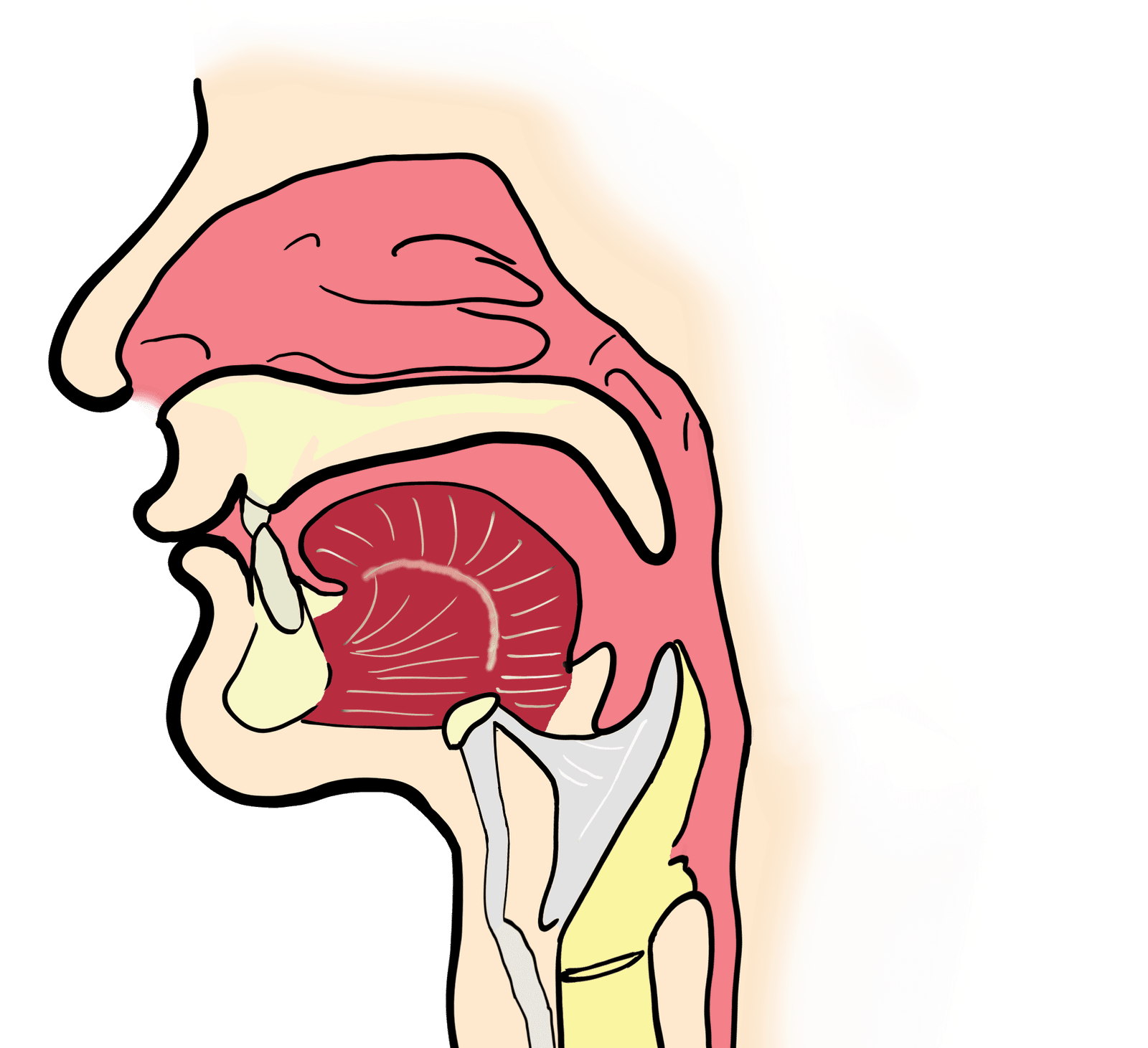 Sinus anatomy showing the location of the sinuses
